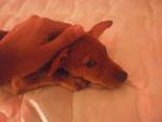 Hazel - Miniature Pinscher Dog