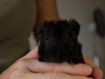 Guinea Pig (Not Available) - Guinea Pig Small & Furry