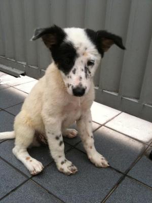 Lil Panda Girl - Border Collie Mix Dog