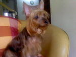 Simoneleica - Australian Terrier Dog