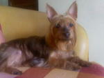 Simoneleica - Australian Terrier Dog