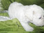 White Poodle - 30 Days