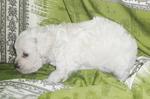 White Poodle - 30 Days