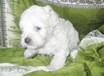 White Poodle - 30 Days