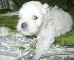 White Poodle - 30 Days