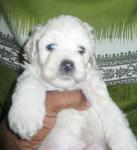 White Poodle - 30 Days