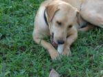 Beauty - Labrador Retriever Dog