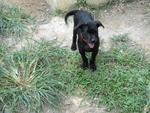 Cutie - Labrador Retriever Mix Dog