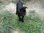 Cutie - Labrador Retriever Mix Dog