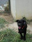 Cutie - Labrador Retriever Mix Dog