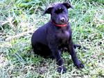 Cutie - Labrador Retriever Mix Dog