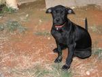 Cutie - Labrador Retriever Mix Dog