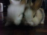 Lulu &amp; Tutu - Angora Rabbit + Lionhead Rabbit