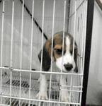 PF16278 - Beagle Dog