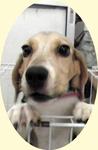 PF16280 - Beagle Dog