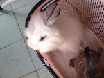 Donni-  French Anggora - Angora Rabbit Rabbit