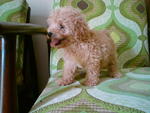 Toy Poodle Puppies - Poodle Dog