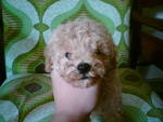 Toy Poodle Puppies - Poodle Dog