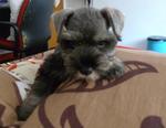 Miniature Schnauzer Without Mka - Schnauzer Dog