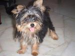 Yoggie - Yorkshire Terrier Yorkie Dog