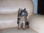 Yoggie - Yorkshire Terrier Yorkie Dog