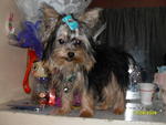 Yoggie - Yorkshire Terrier Yorkie Dog