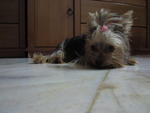 Yoggie - Yorkshire Terrier Yorkie Dog