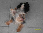 Yoggie - Yorkshire Terrier Yorkie Dog