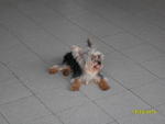 Yoggie - Yorkshire Terrier Yorkie Dog