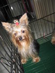 Yoggie - Yorkshire Terrier Yorkie Dog