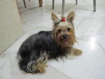 Yoggie - Yorkshire Terrier Yorkie Dog