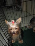 Yoggie - Yorkshire Terrier Yorkie Dog