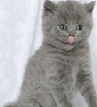 PF16322 - British Shorthair Cat