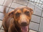 Chloe  - Mixed Breed Dog