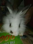 Rabbit - Lionhead Rabbit