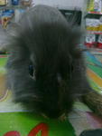 Rabbit - Lionhead Rabbit