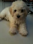 Rare White Toy Poodle - Poodle Dog