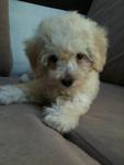 Rare White Toy Poodle - Poodle Dog