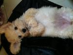 Rare White Toy Poodle - Poodle Dog