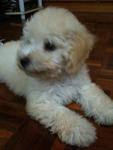 Rare White Toy Poodle - Poodle Dog