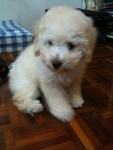 Rare White Toy Poodle - Poodle Dog