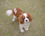 Cavalier King Charles Spaniel - Cavalier King Charles Spaniel + Chow Chow Dog