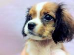 Cavalier King Charles Spaniel - Cavalier King Charles Spaniel + Chow Chow Dog