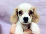 Cavalier King Charles Spaniel - Cavalier King Charles Spaniel + Chow Chow Dog