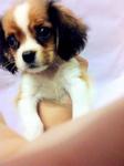 Cavalier King Charles Spaniel - Cavalier King Charles Spaniel + Chow Chow Dog