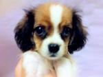 Cavalier King Charles Spaniel - Cavalier King Charles Spaniel + Chow Chow Dog