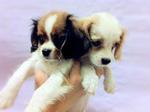 Cavalier King Charles Spaniel - Cavalier King Charles Spaniel + Chow Chow Dog