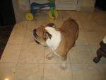 Churchill - English Bulldog Dog