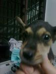 Miniature Pinscher Mix #1 - Miniature Pinscher Mix Dog