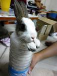 Debab - Bunny Rabbit + Rex Rabbit